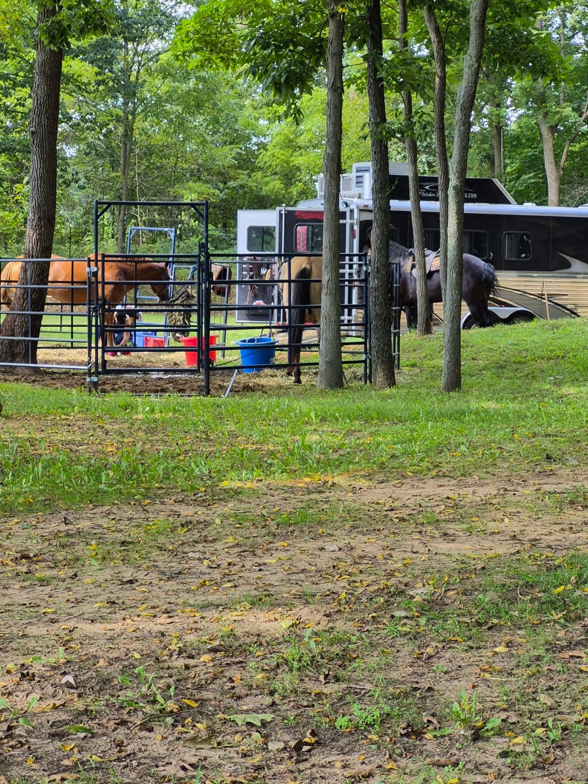 Horse camping beneath the trees at Horseshoe Ranch Overnight